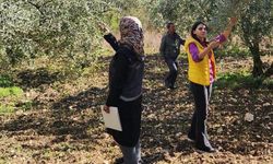Bilecik’te 2026 Yılı Zeytin ve Zeytinyağı Rekoltesi İçin Saha Çalışmaları Başladı