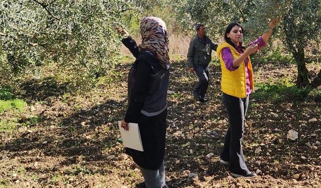 Bilecik’te 2026 Yılı Zeytin ve Zeytinyağı Rekoltesi İçin Saha Çalışmaları Başladı