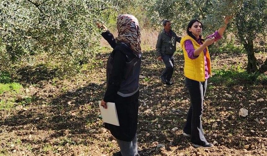 Bilecik’te 2026 Yılı Zeytin ve Zeytinyağı Rekoltesi İçin Saha Çalışmaları Başladı