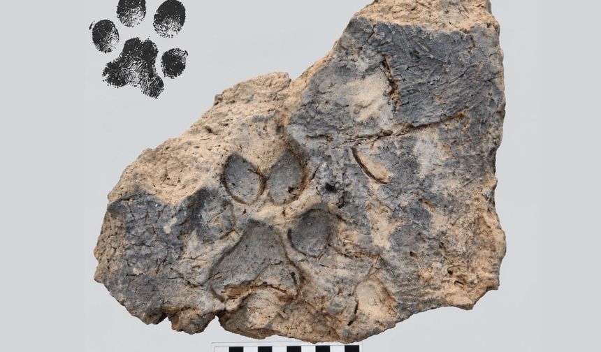 Tavşanlı Höyük Kazılarında Tarihe Işık Tutan Buluntu